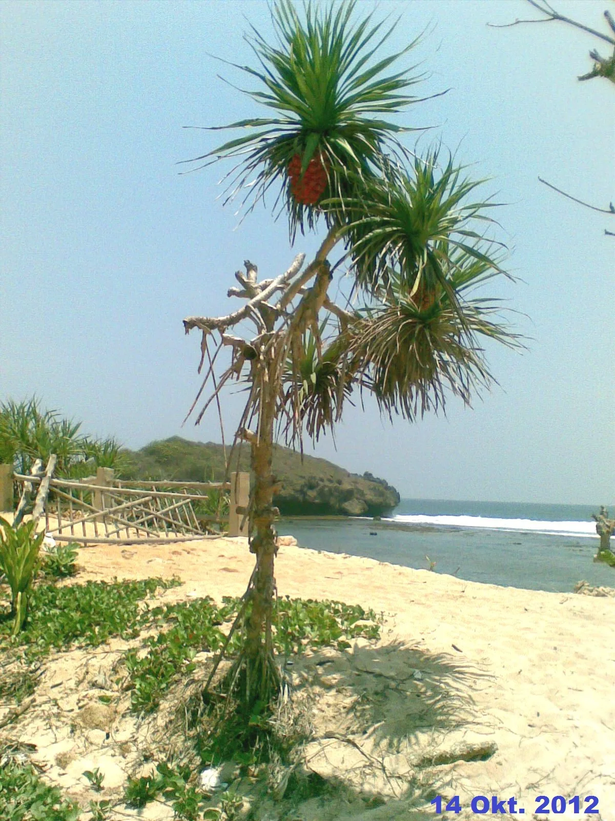 Pohon pandan di tepi Pantai Sundak, Gunungkidul
